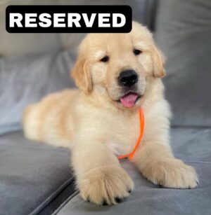 photo_2025-11-10_21-55-02 KODA (8WEEKS MALE)