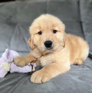 photo_2025-11-10_22-33-03 Charlie (8WEEKS MALE)